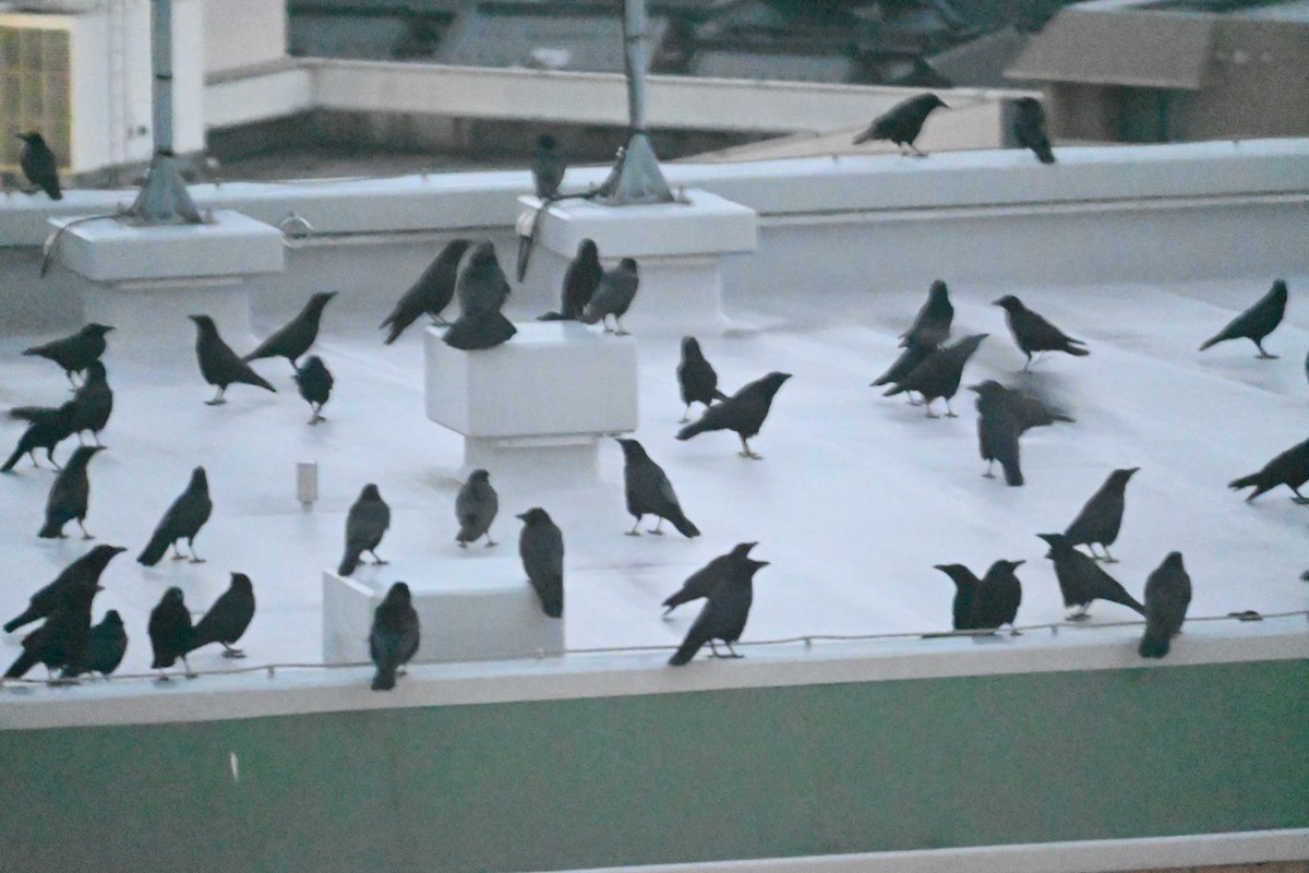 Carrion Crow - ML647580956