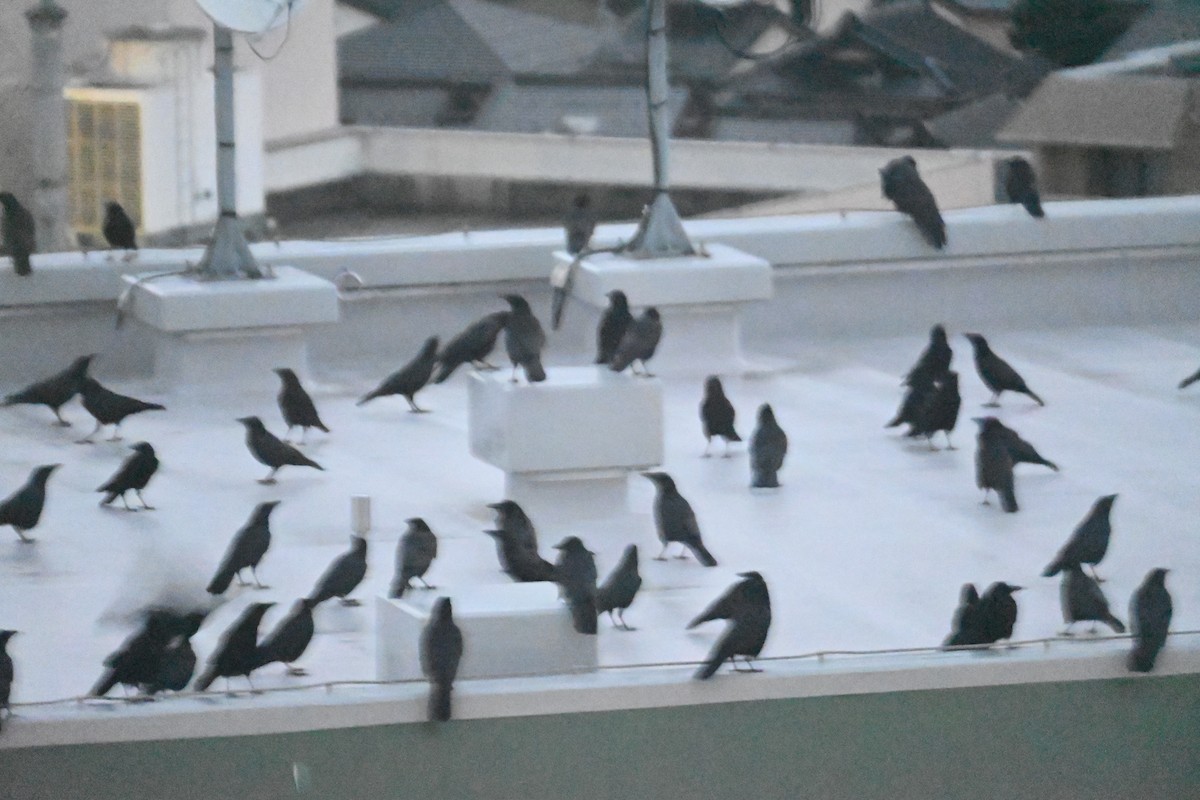 Carrion Crow - ML647580957