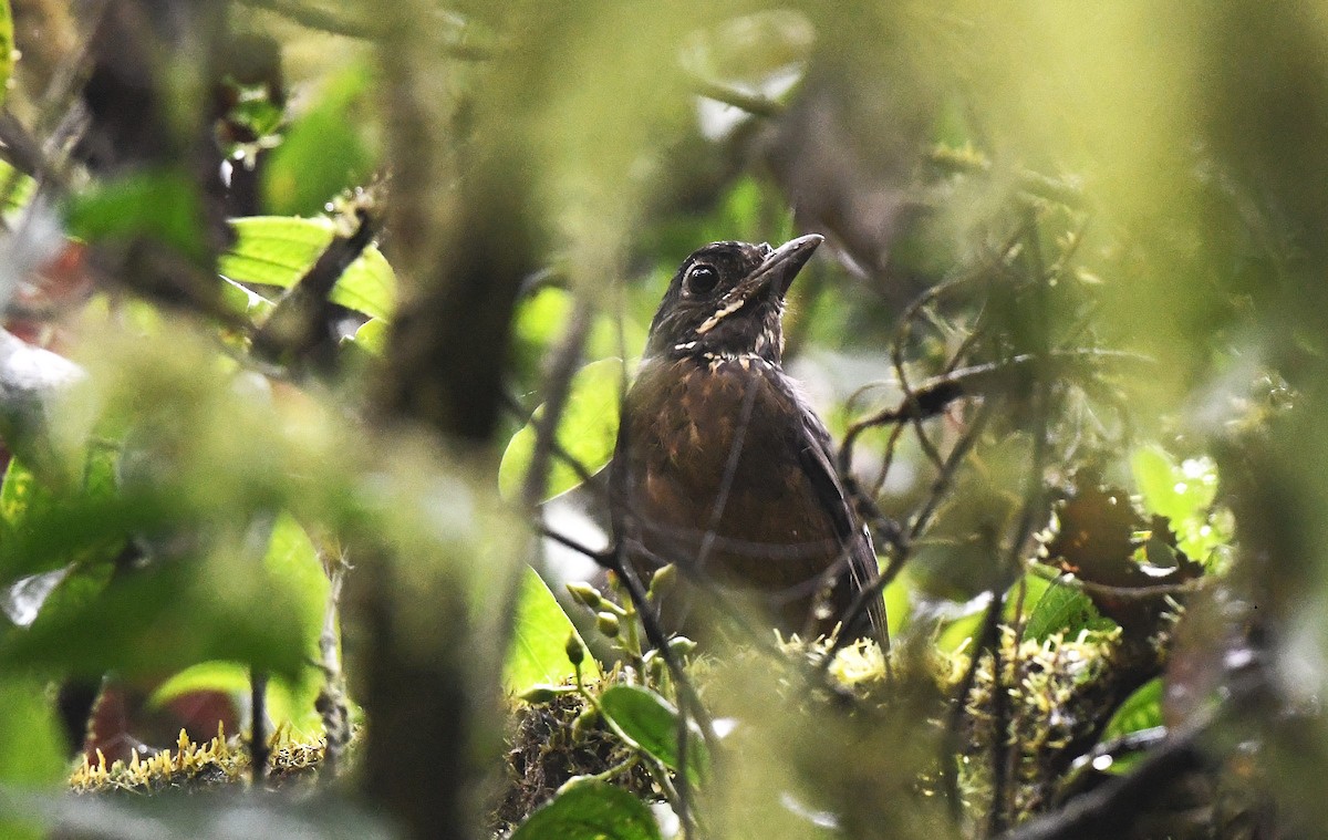 Scaled Antpitta - ML647580958
