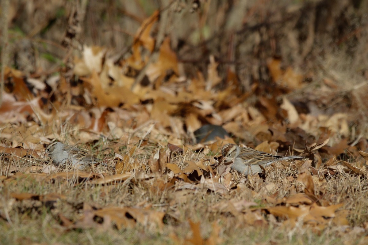 Chipping Sparrow - ML647580979