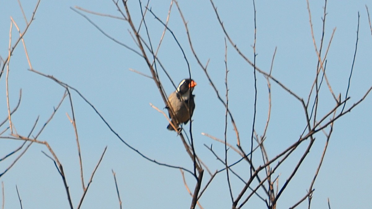 Golden-billed Saltator - ML647580980