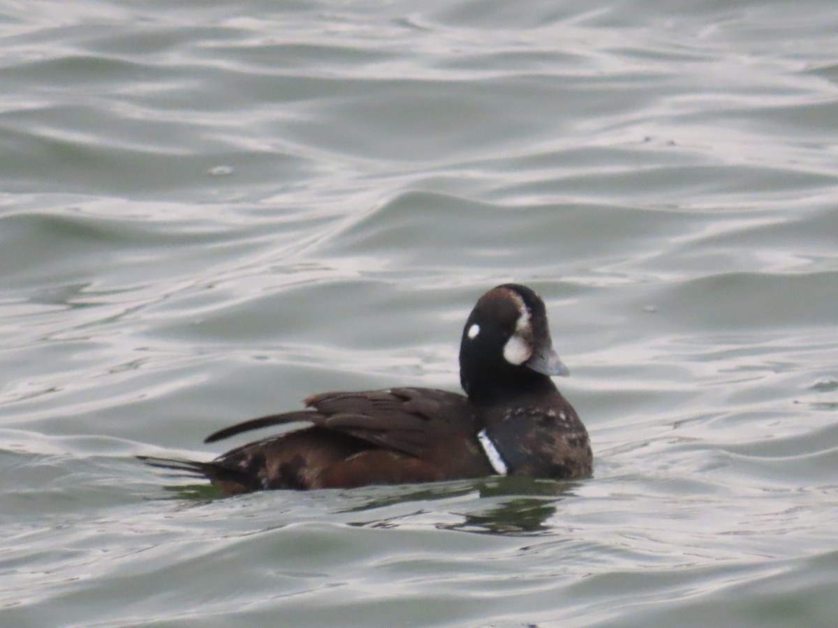 Harlequin Duck - ML647580982