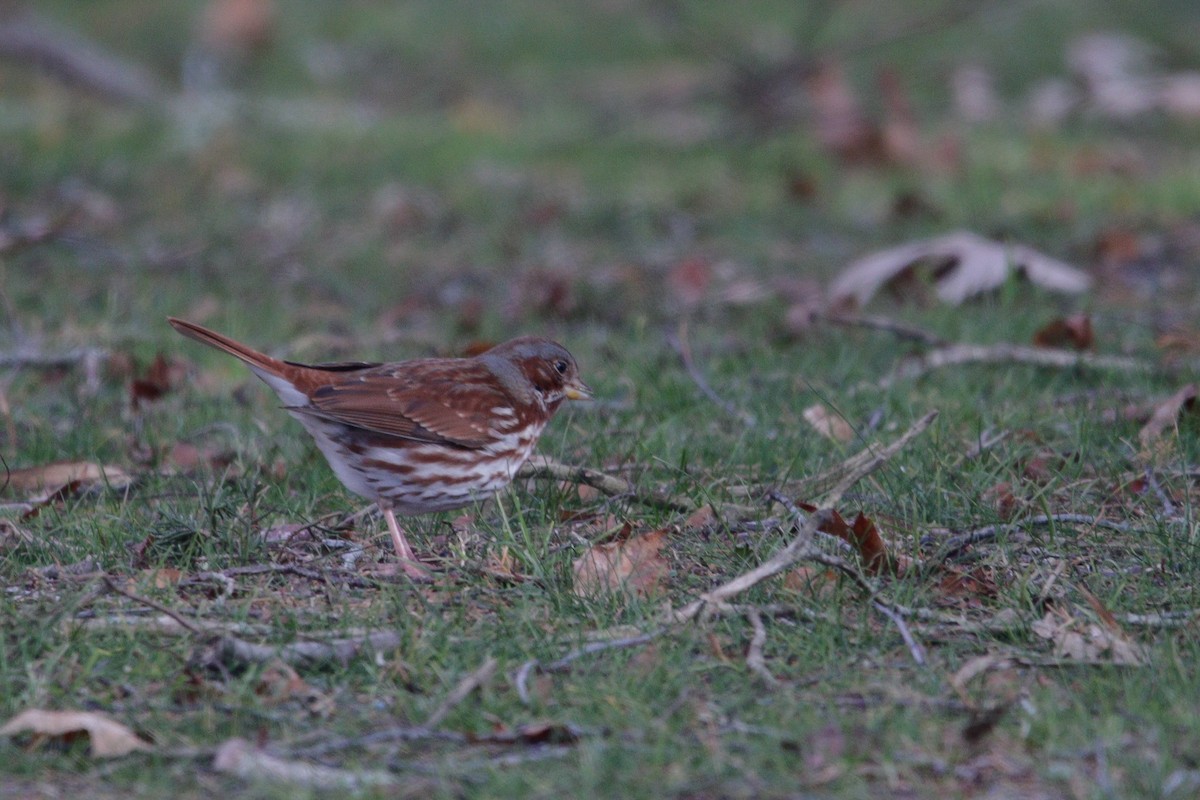 strnadec kaštanový - ML647580983