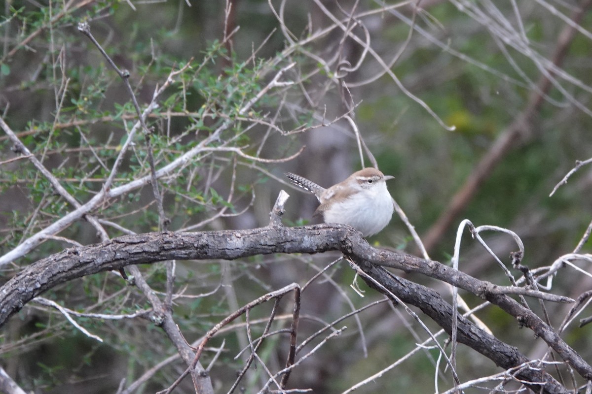 Длиннохвостый крапивник - ML647580987