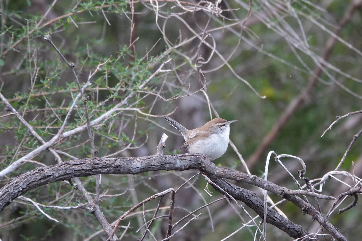 Длиннохвостый крапивник - ML647580990