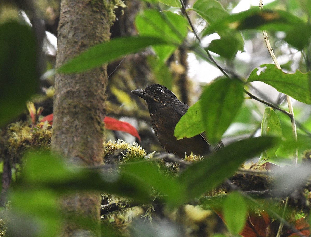Scaled Antpitta - ML647580994