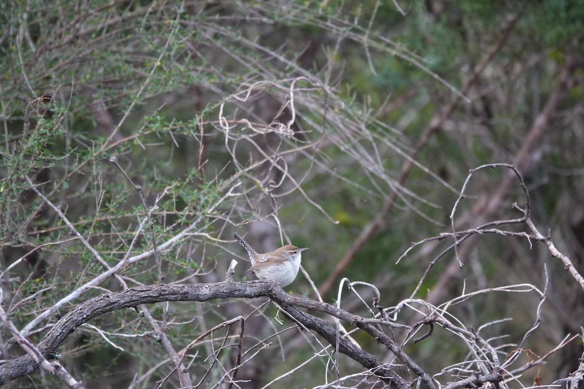 Длиннохвостый крапивник - ML647580995