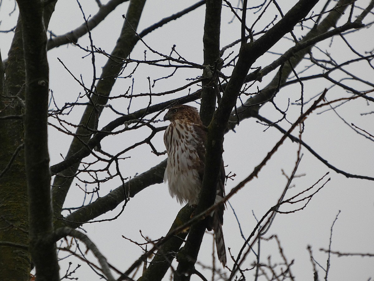 クーパーハイタカ - ML647580997