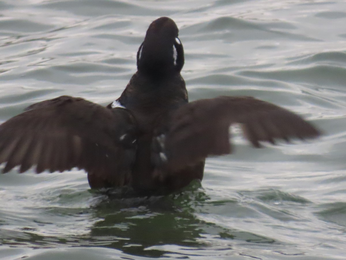 Harlequin Duck - ML647581000