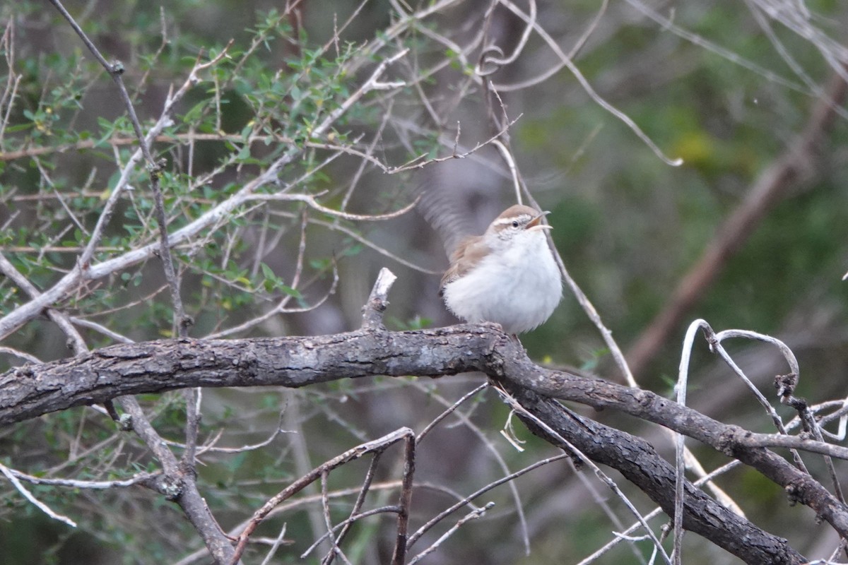 Длиннохвостый крапивник - ML647581007