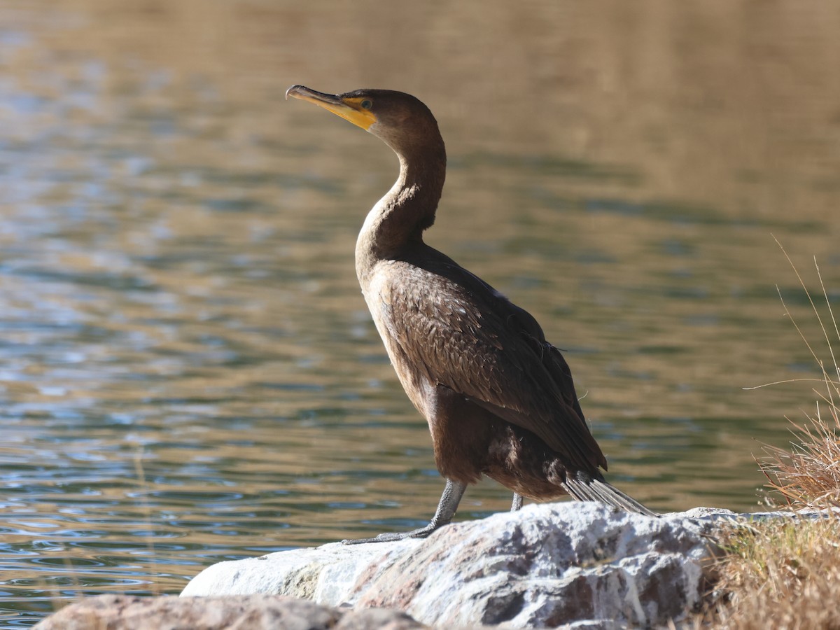 Cormoran à aigrettes - ML647581013