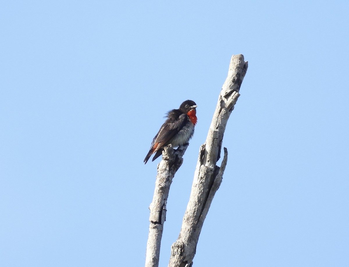 Picaflores Golondrina - ML647581016
