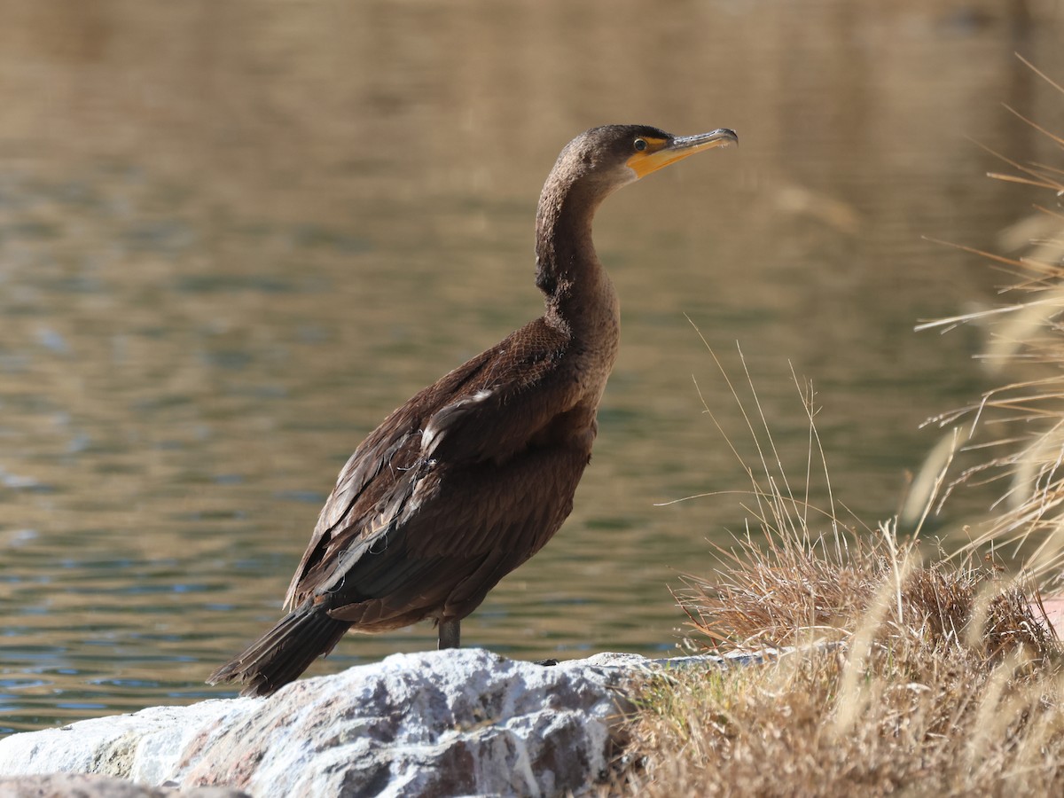 Cormoran à aigrettes - ML647581017