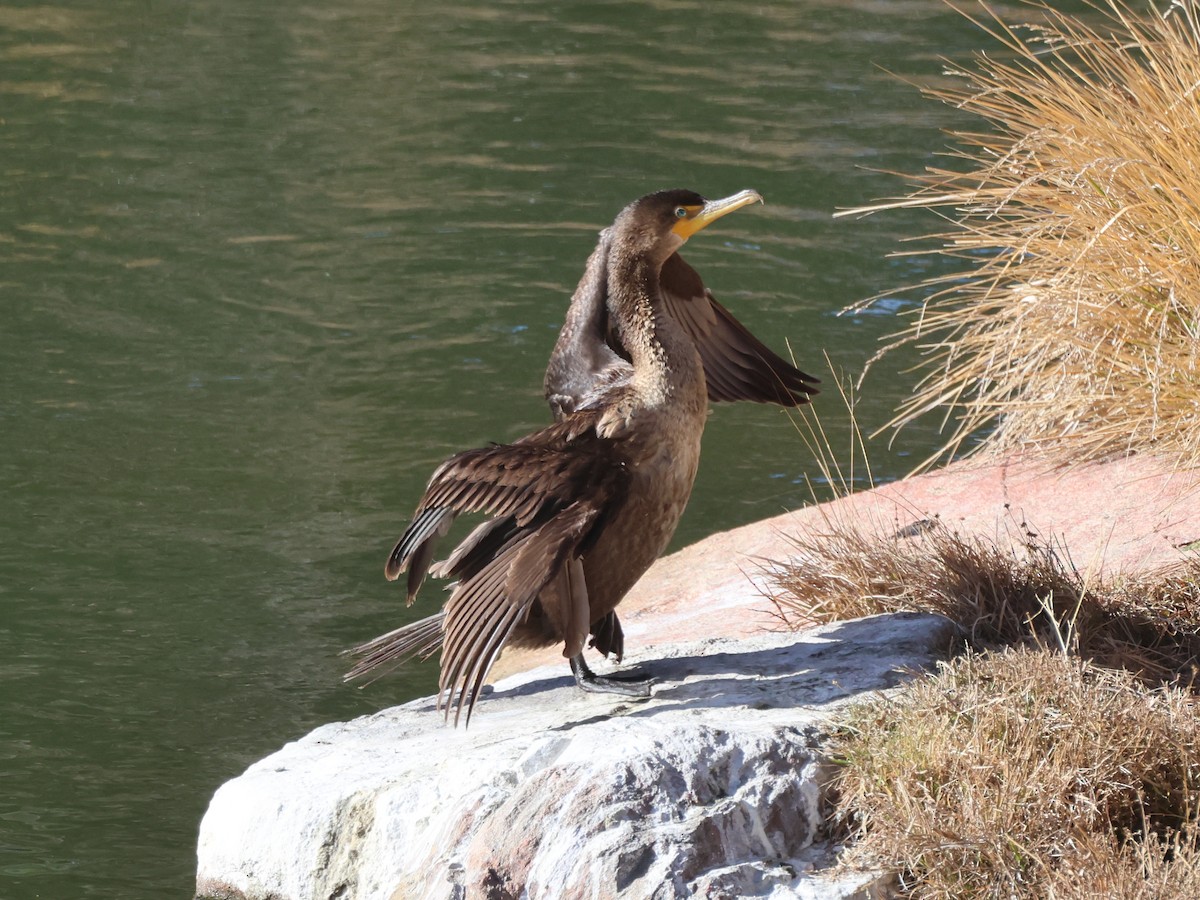 Cormoran à aigrettes - ML647581019
