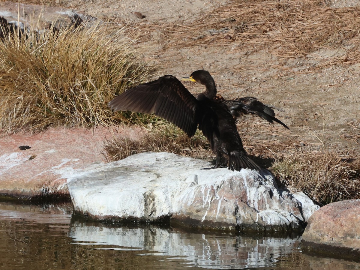 Cormoran à aigrettes - ML647581020