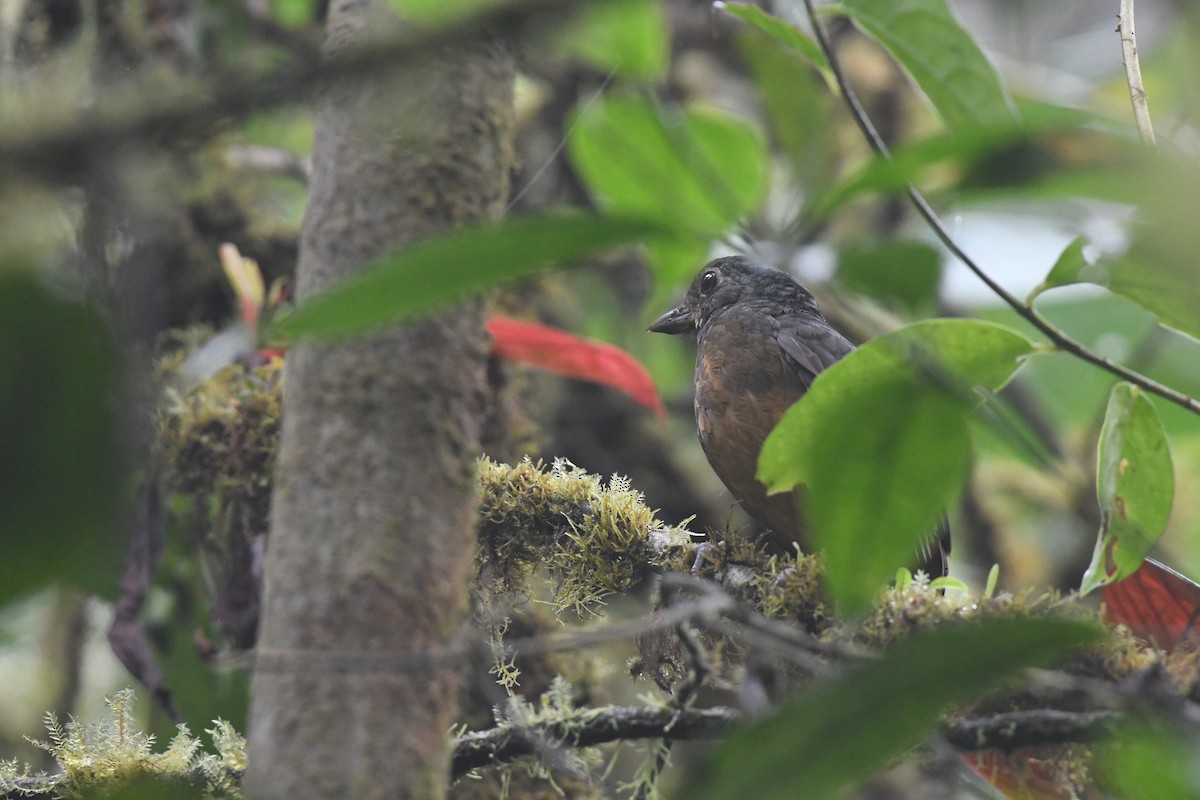 Scaled Antpitta - ML647581024