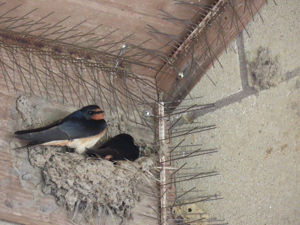 Ластівка сільська - ML647581033