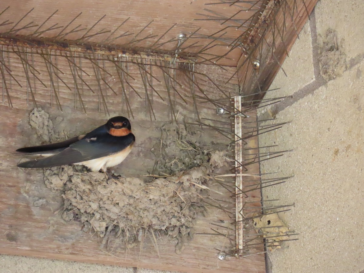 Ластівка сільська - ML647581034