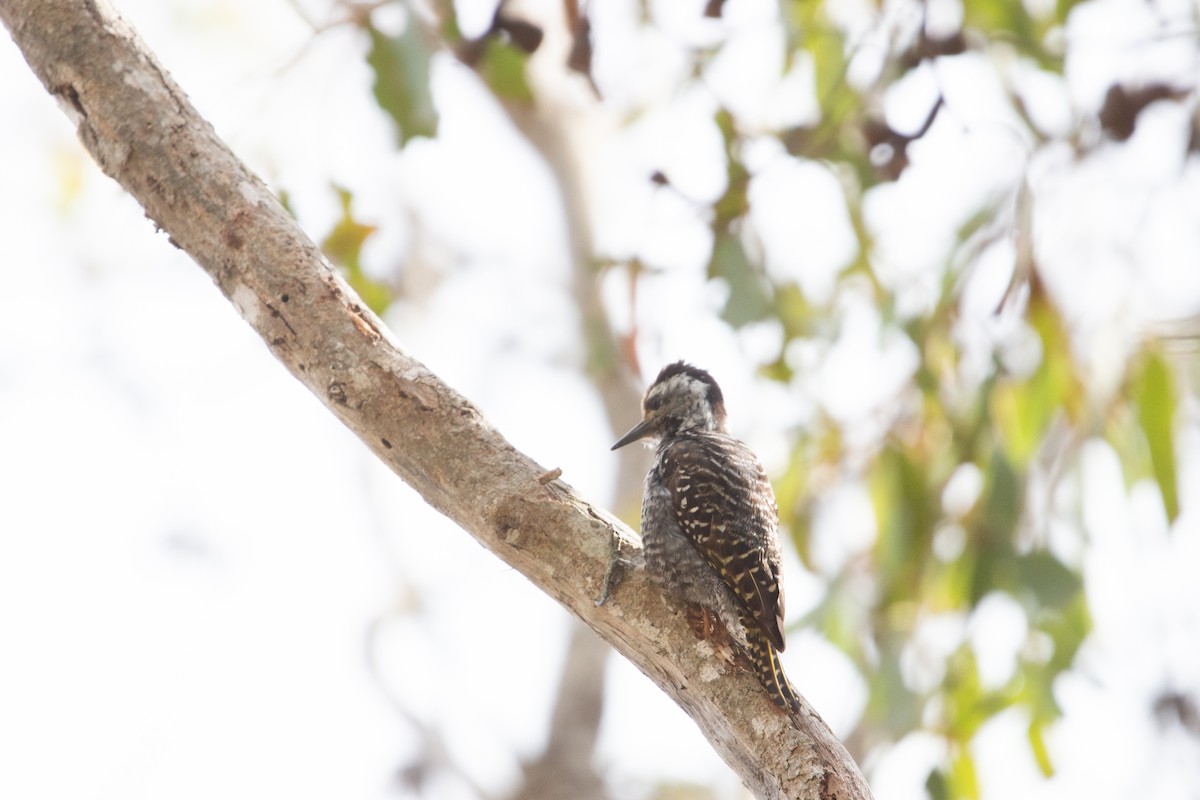 Cardinal Woodpecker - ML647581060
