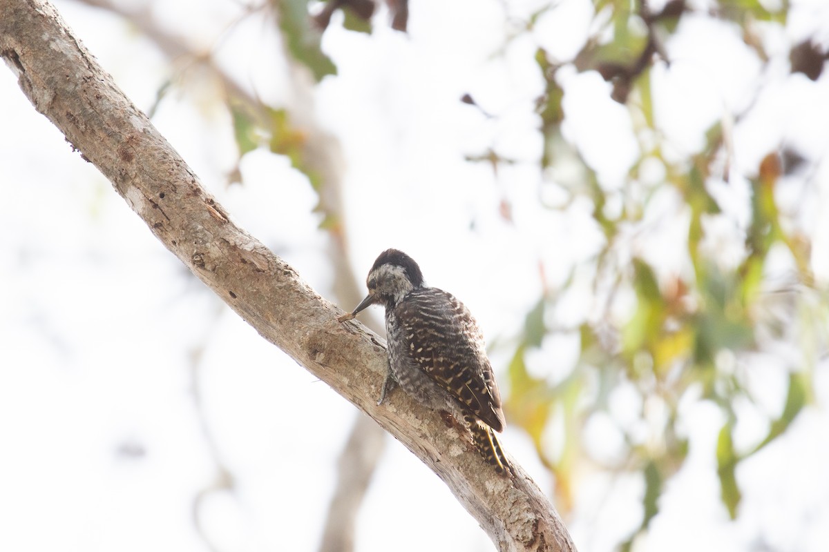 Cardinal Woodpecker - ML647581061