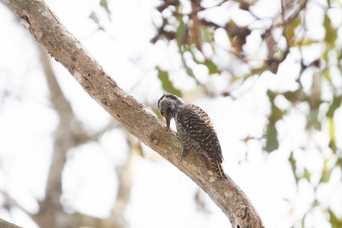 Cardinal Woodpecker - ML647581062