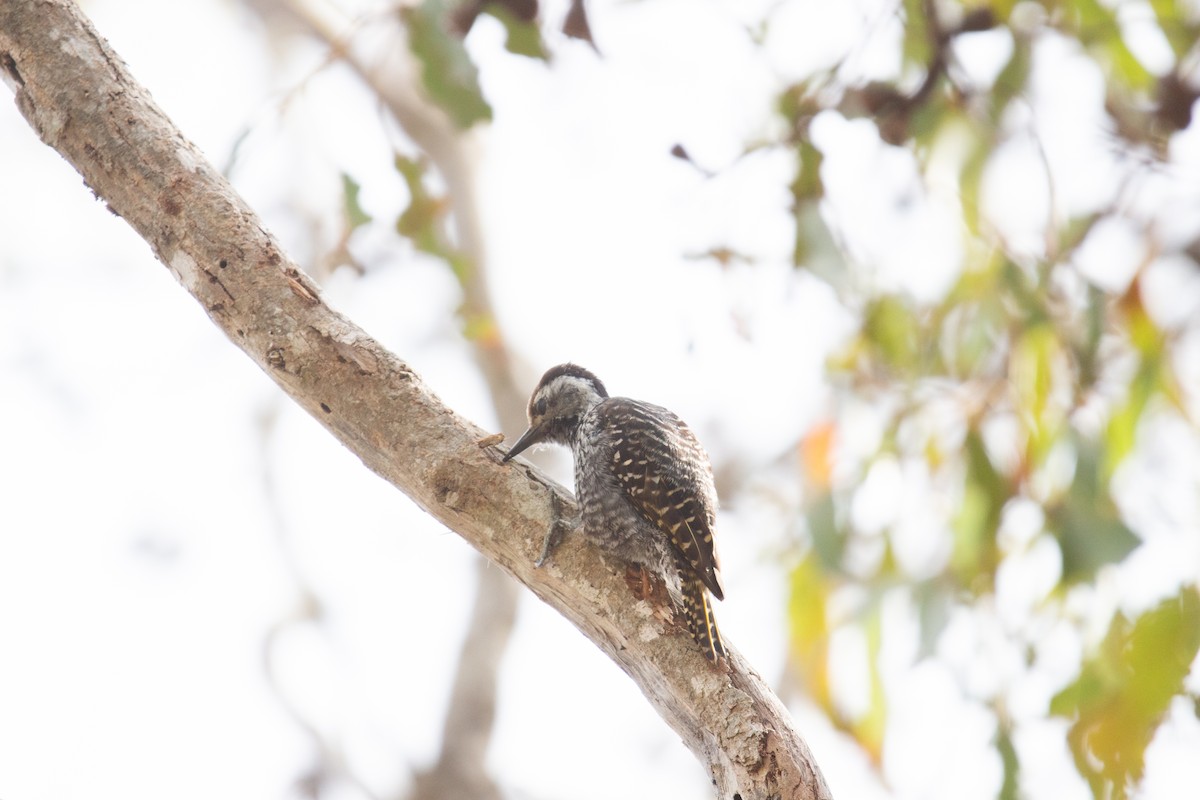 Cardinal Woodpecker - ML647581063