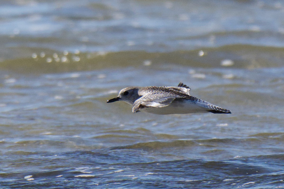 tundralo - ML647581087