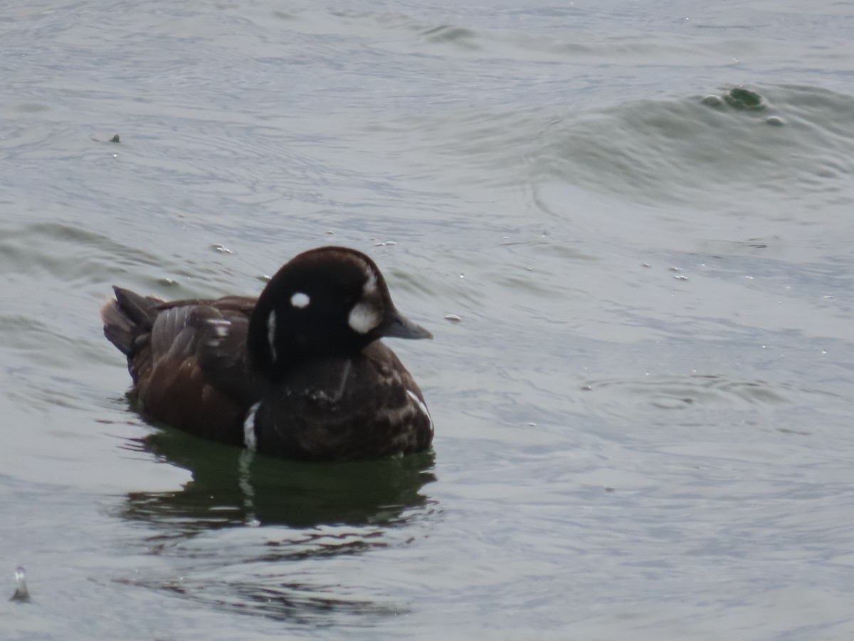 Harlequin Duck - ML647581098