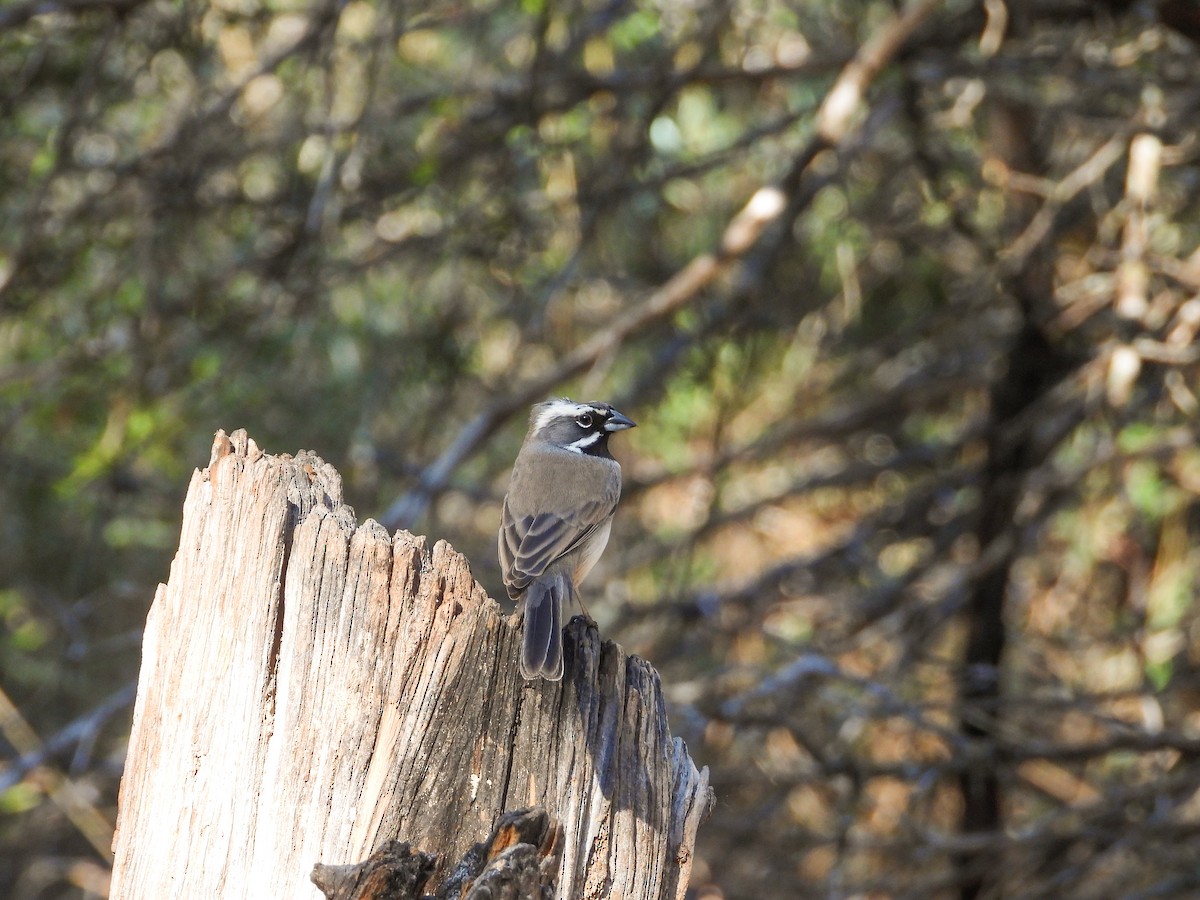 ノドグロヒメドリ - ML647581110