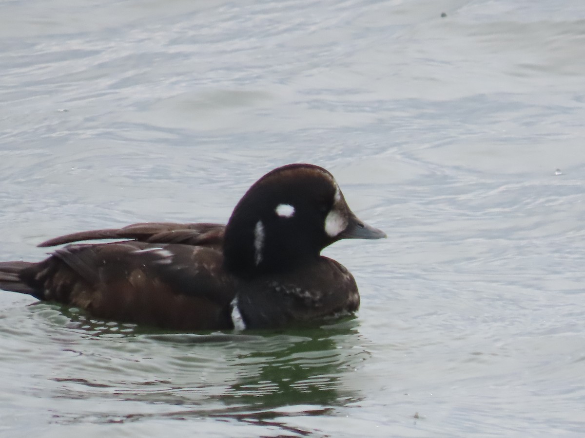 Harlequin Duck - ML647581112