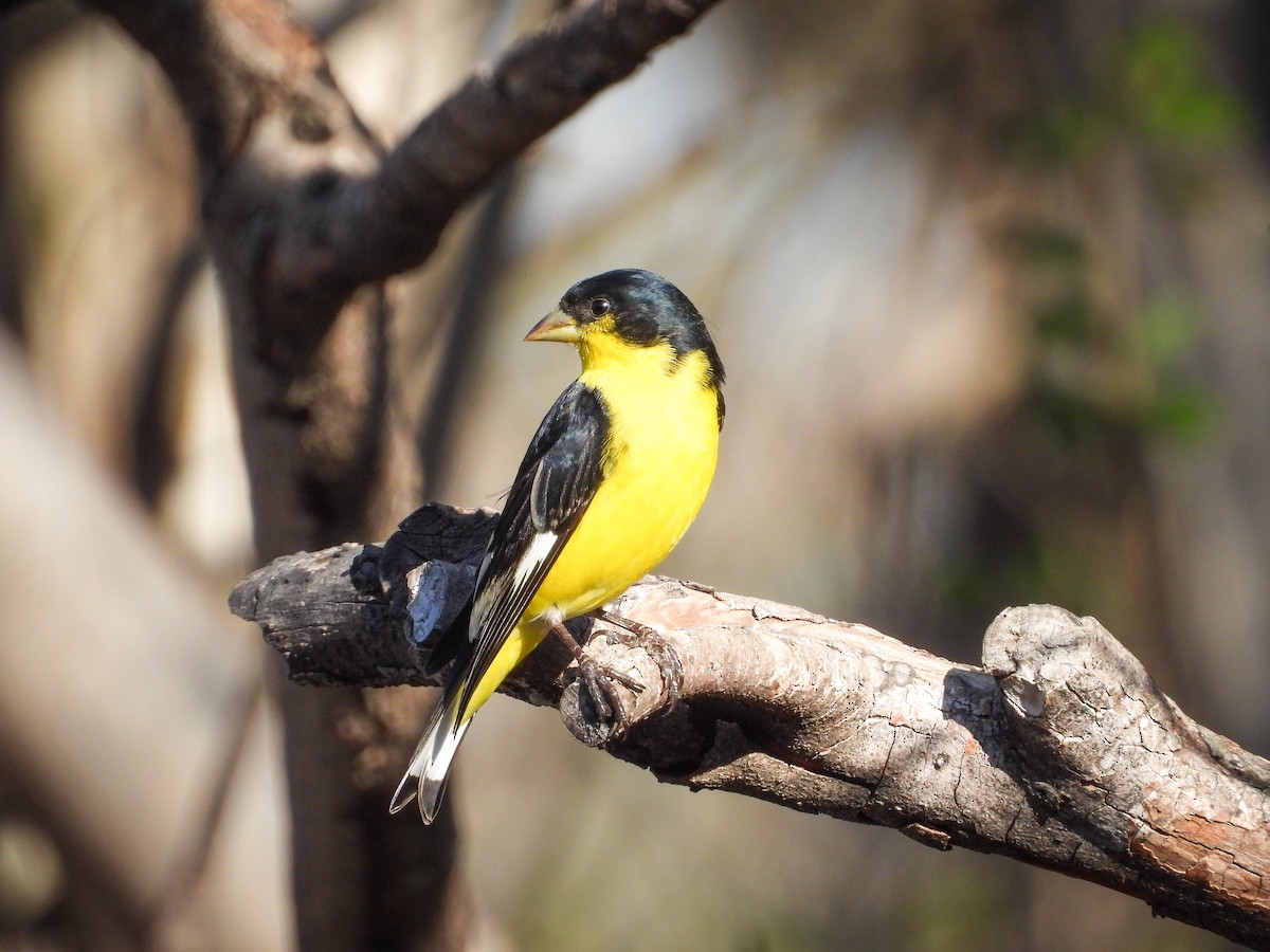 Lesser Goldfinch - ML647581115