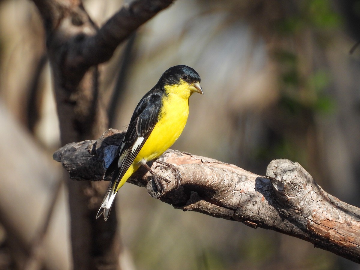 Lesser Goldfinch - ML647581116