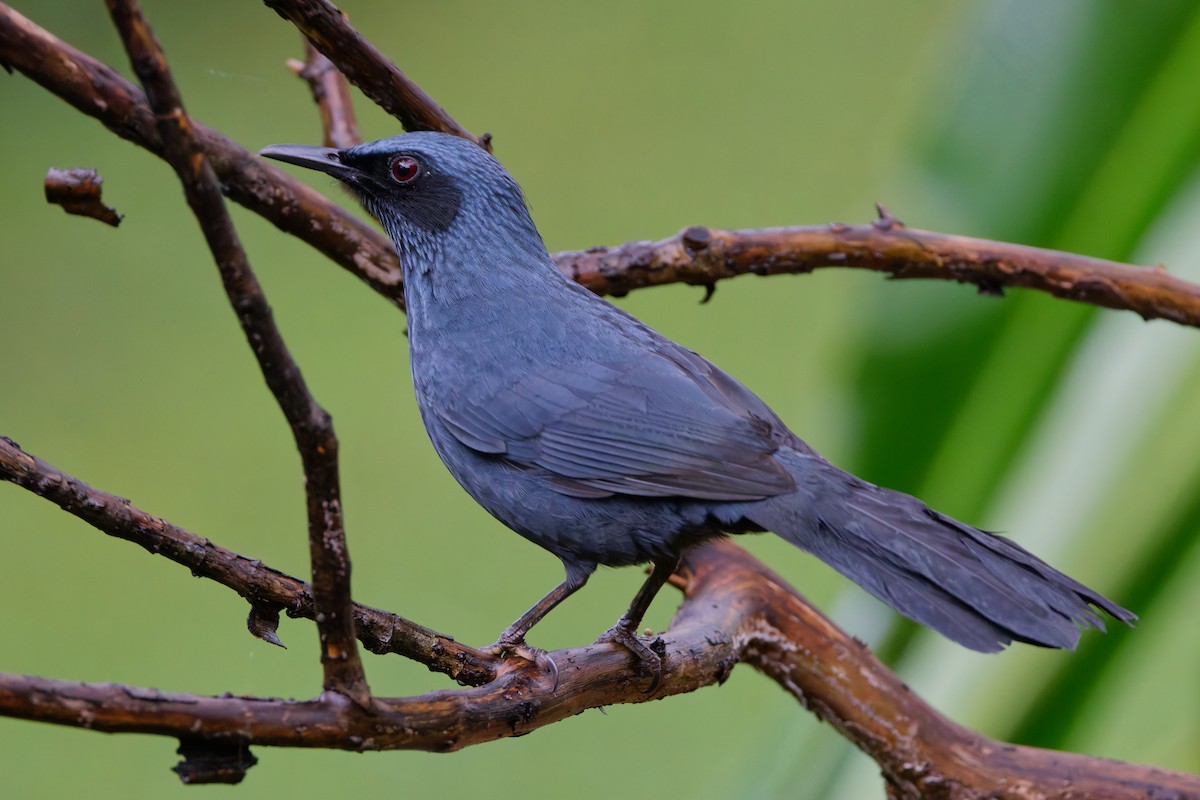 Пересмішник синій - ML647581118