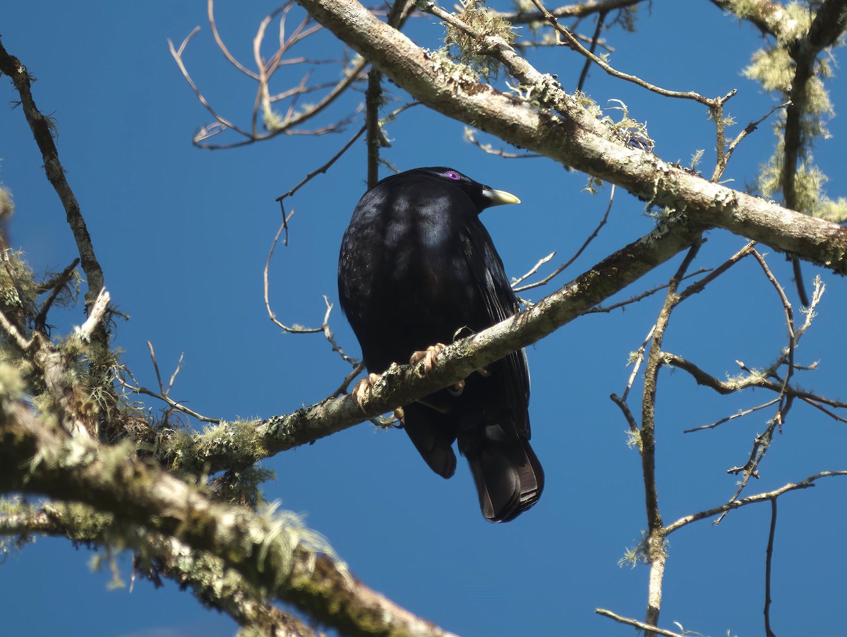 Наметник фіолетовий - ML647581121