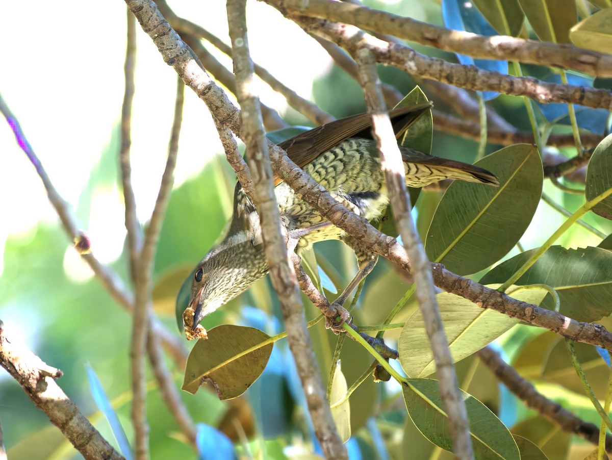 Наметник фіолетовий - ML647581122