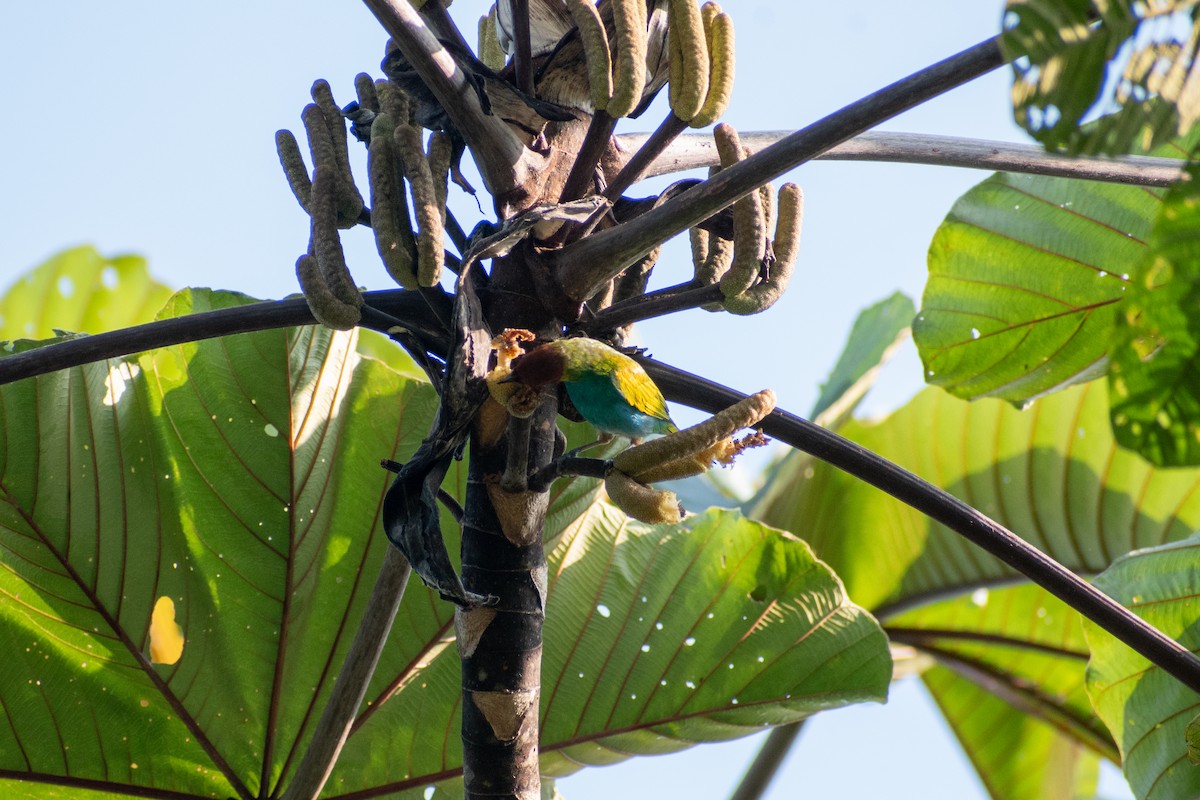 Tangara Cabecibaya (Pechiazul) - ML647581124