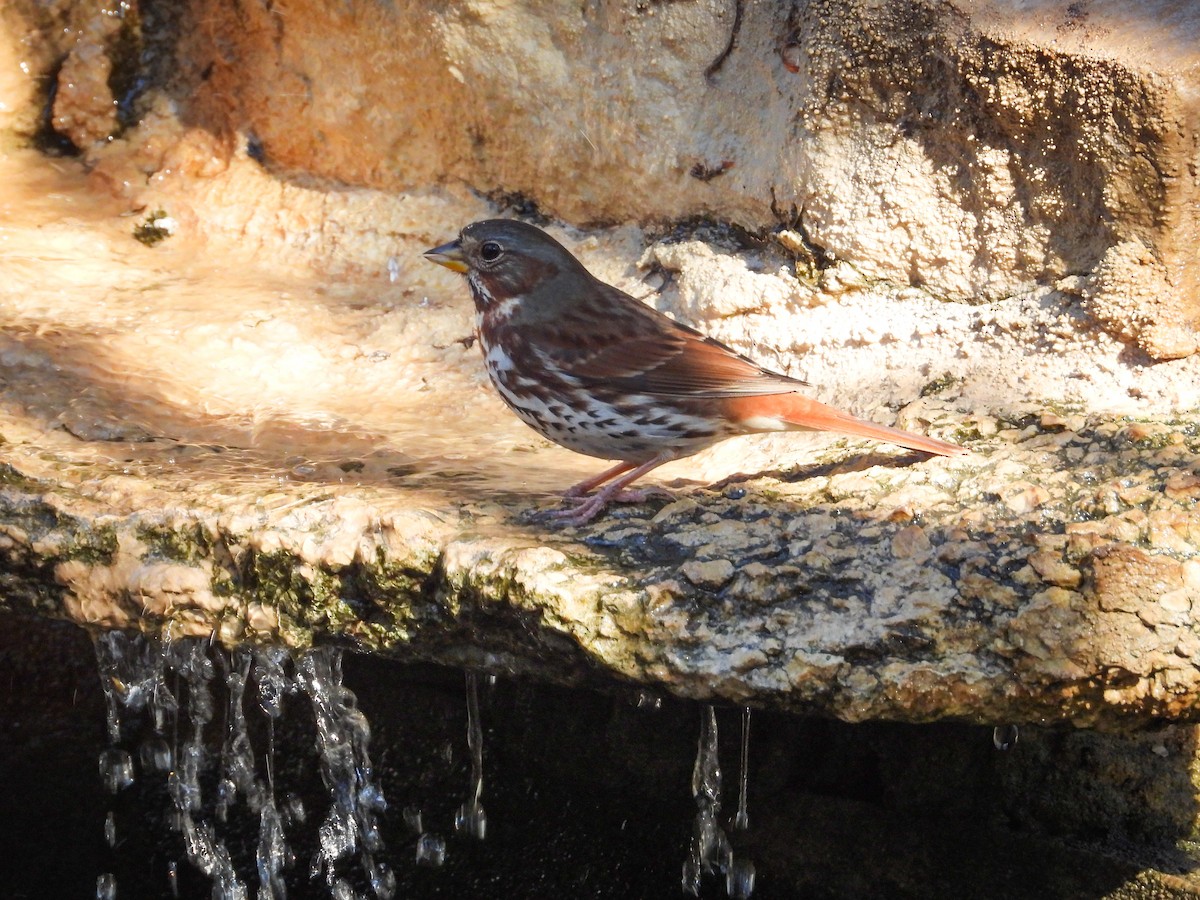 strnadec kaštanový - ML647581126