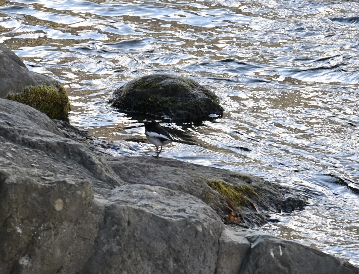 Japanese Wagtail - ML647581129