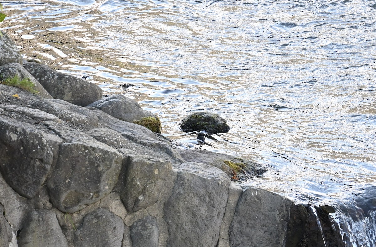 Japanese Wagtail - ML647581130