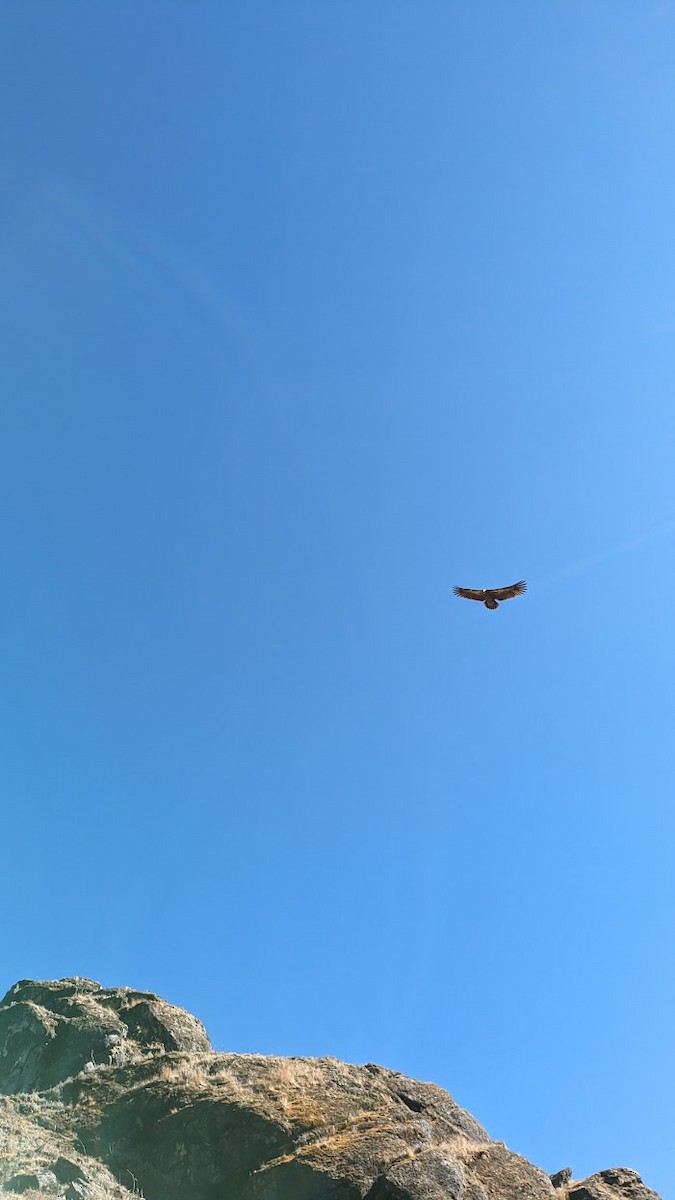 נשר הימלאיה - ML647581133