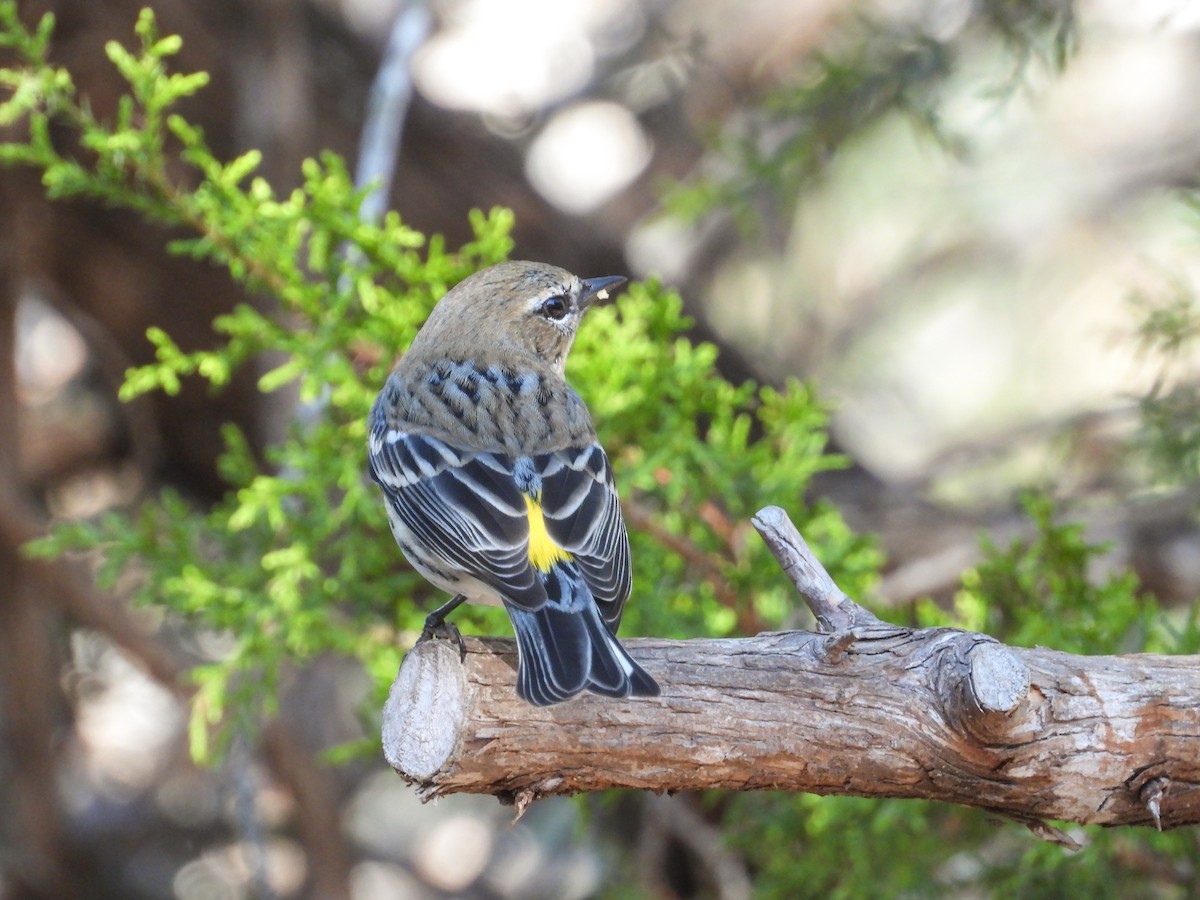 Пісняр-лісовик жовтогузий - ML647581134