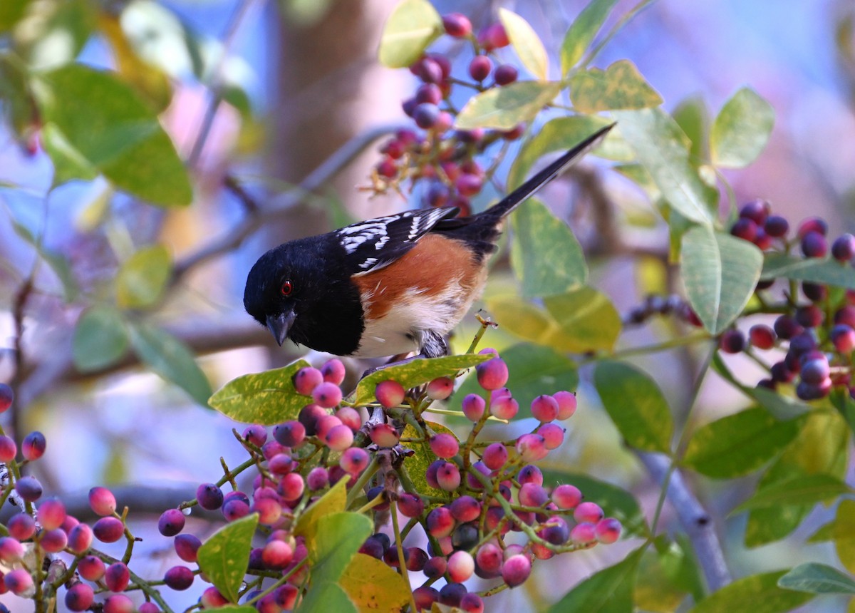 Тауї плямистий - ML647581135