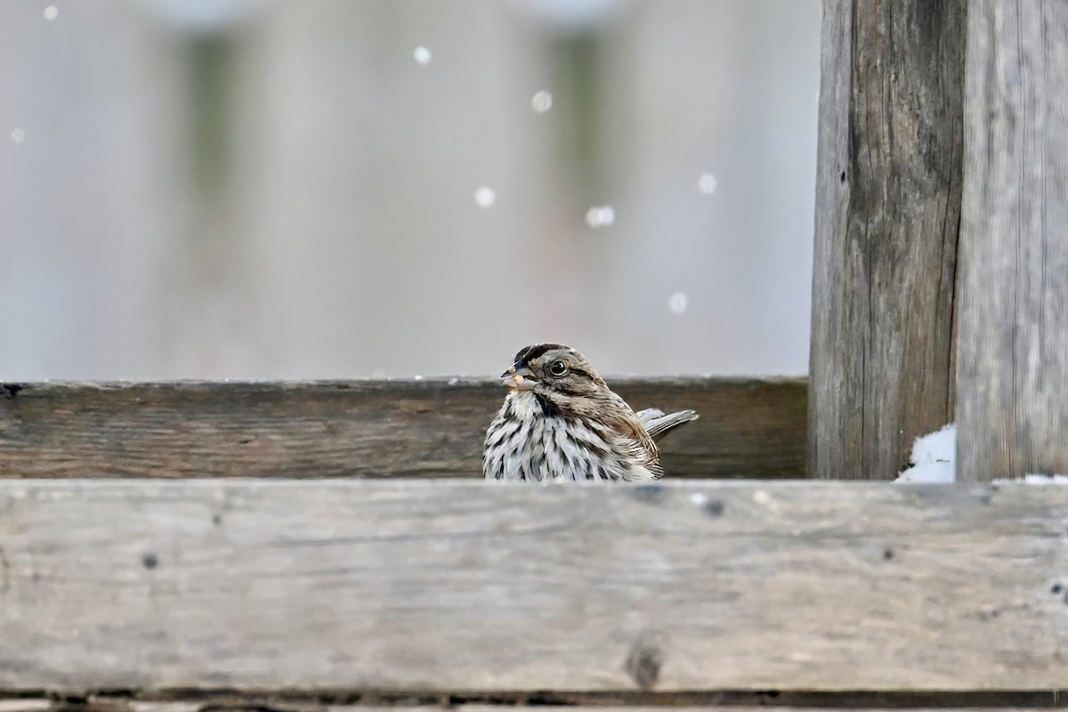 Пасовка співоча - ML647581136