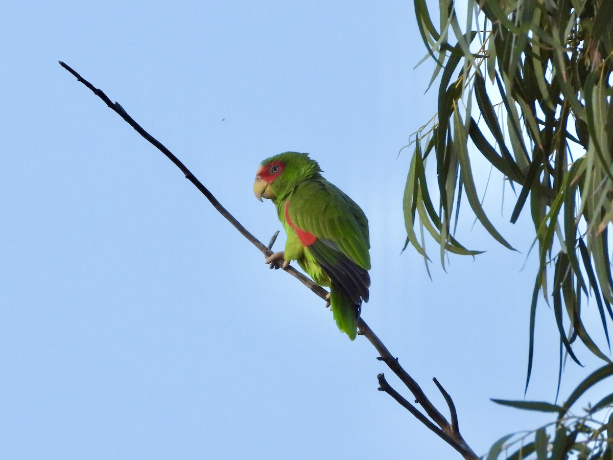 Амазон білолобий - ML647581137