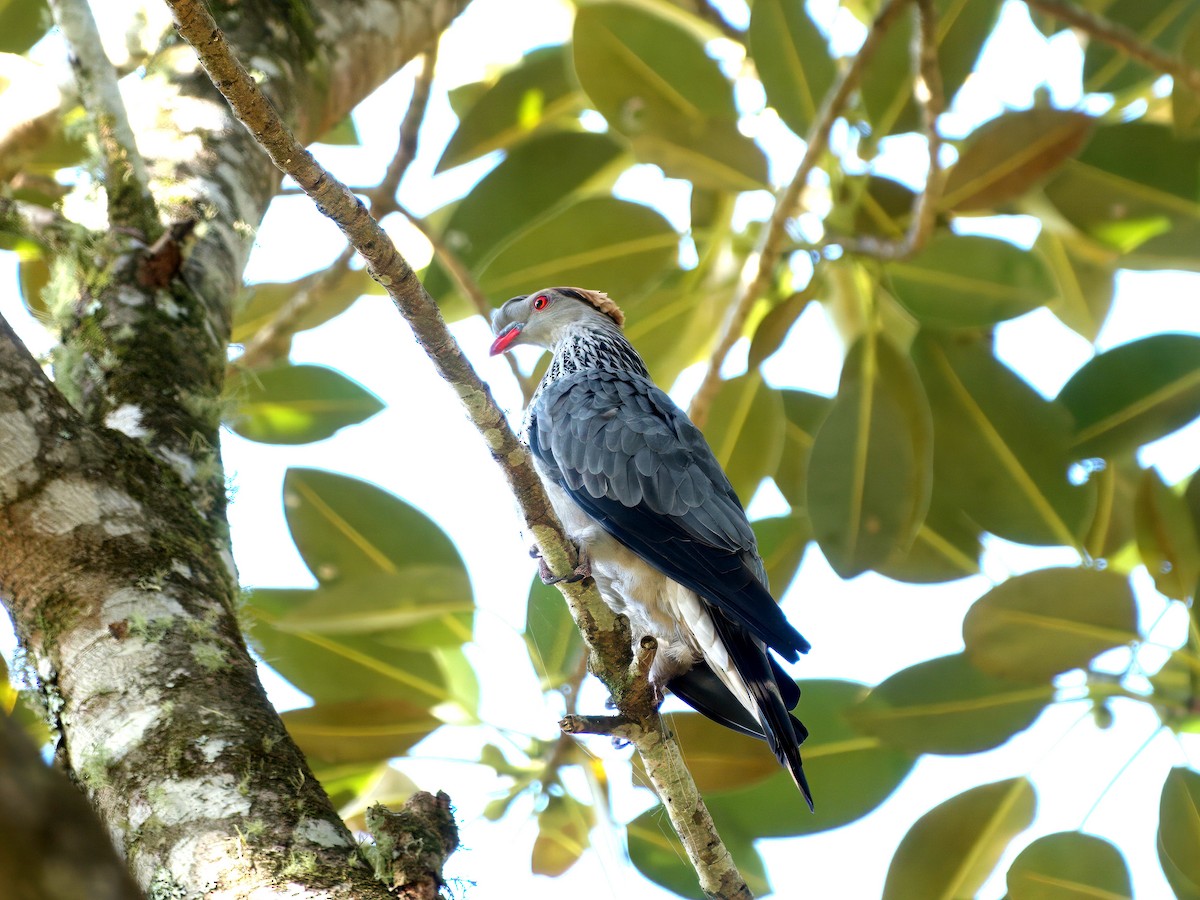 Пінон чубатий - ML647581138