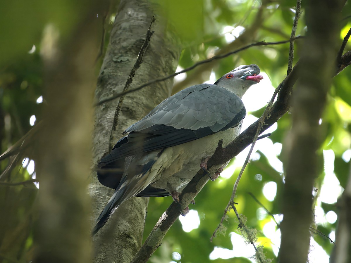 Пінон чубатий - ML647581139