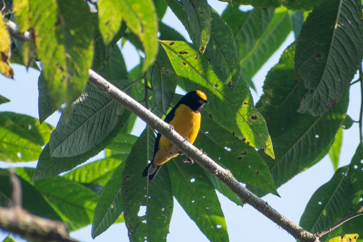 Гутурама золотолоба - ML647581141