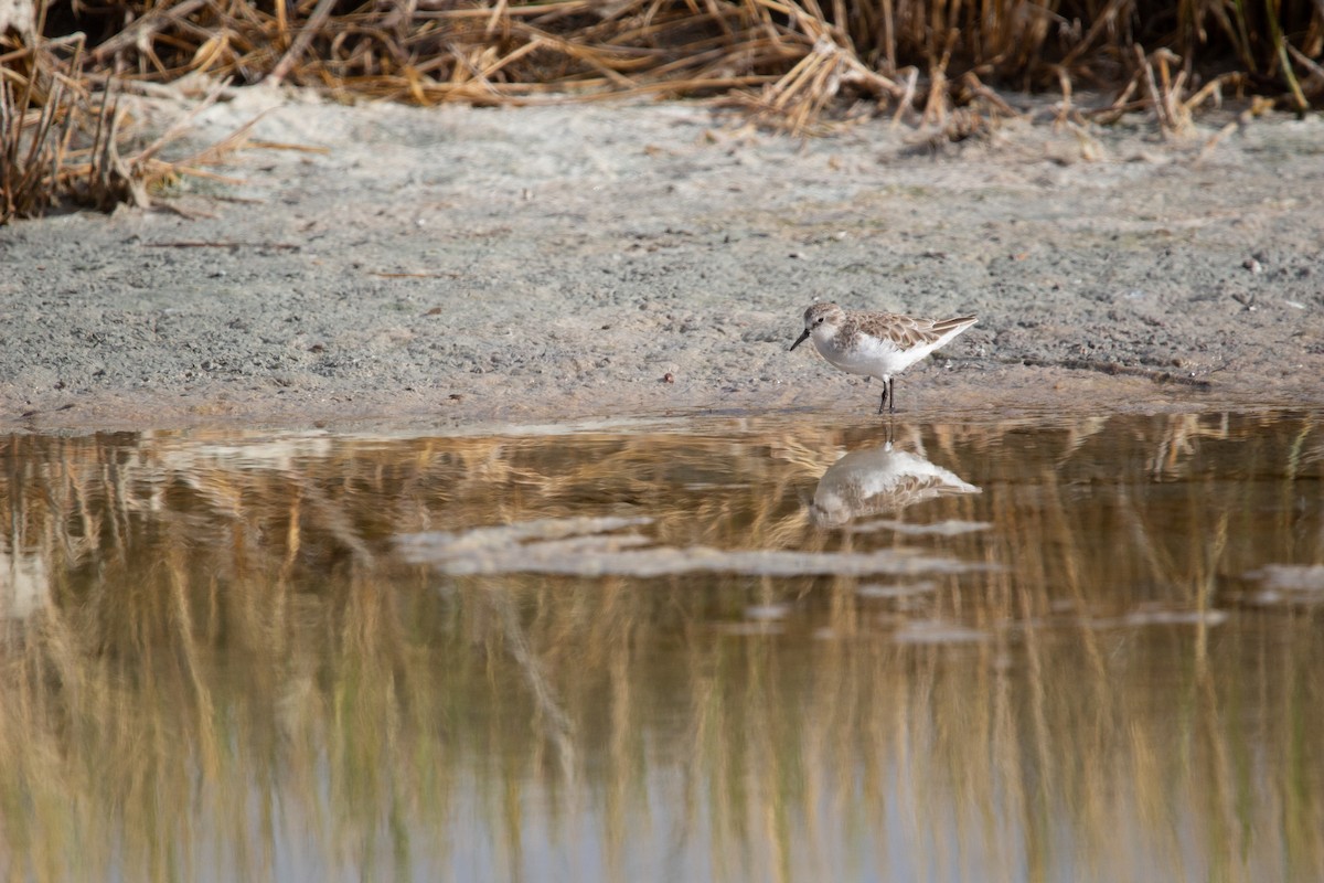 Побережник малий - ML647581142