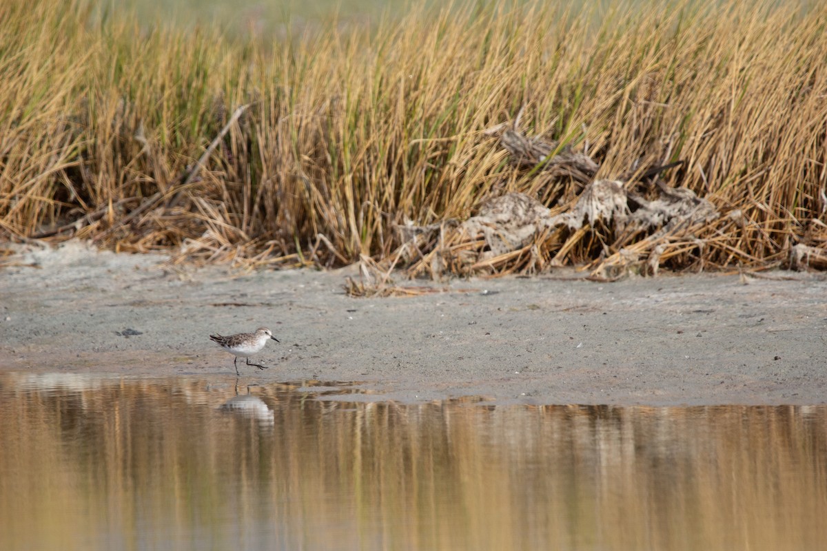 Побережник малий - ML647581143