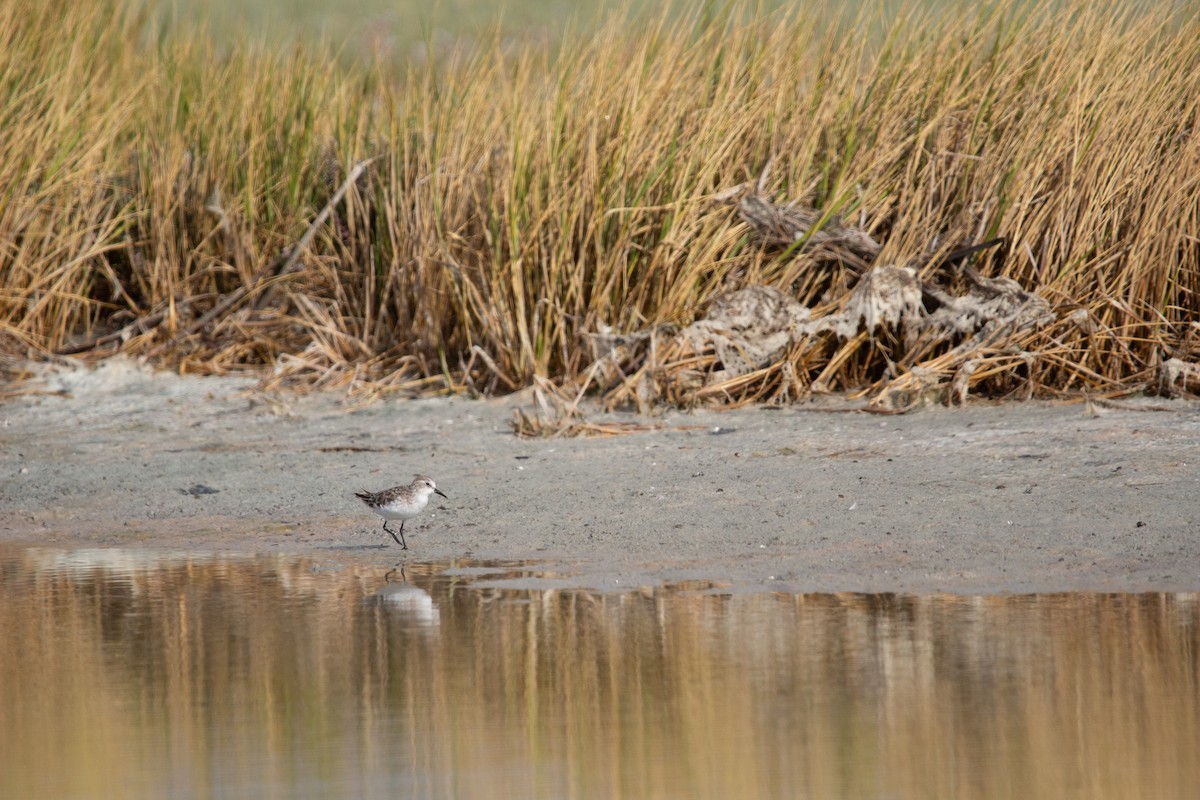 Побережник малий - ML647581144